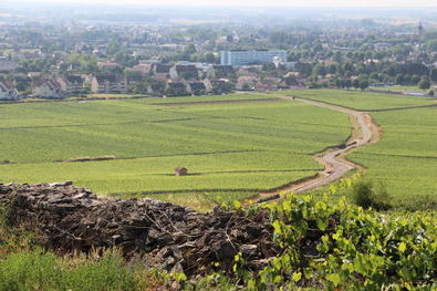 Beaune Premier Cru Vineyards in Summer